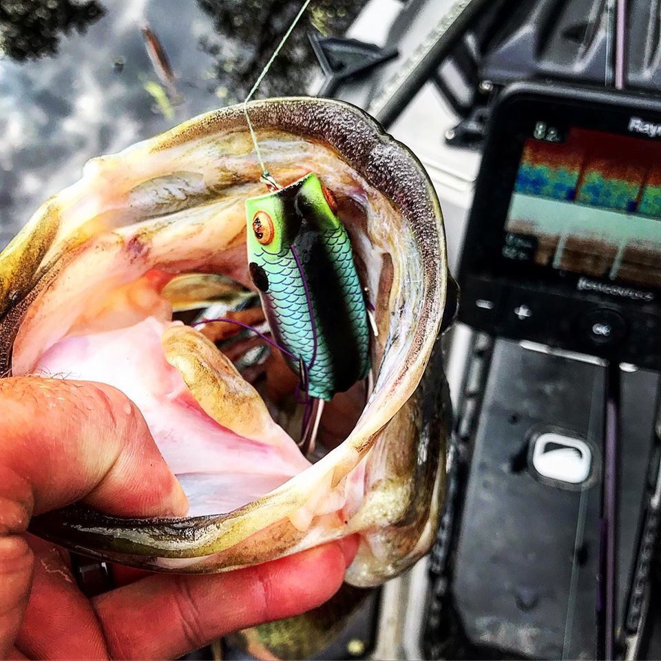 Bass caught on a top water frog in a Bonafide SS127 fishing kayak