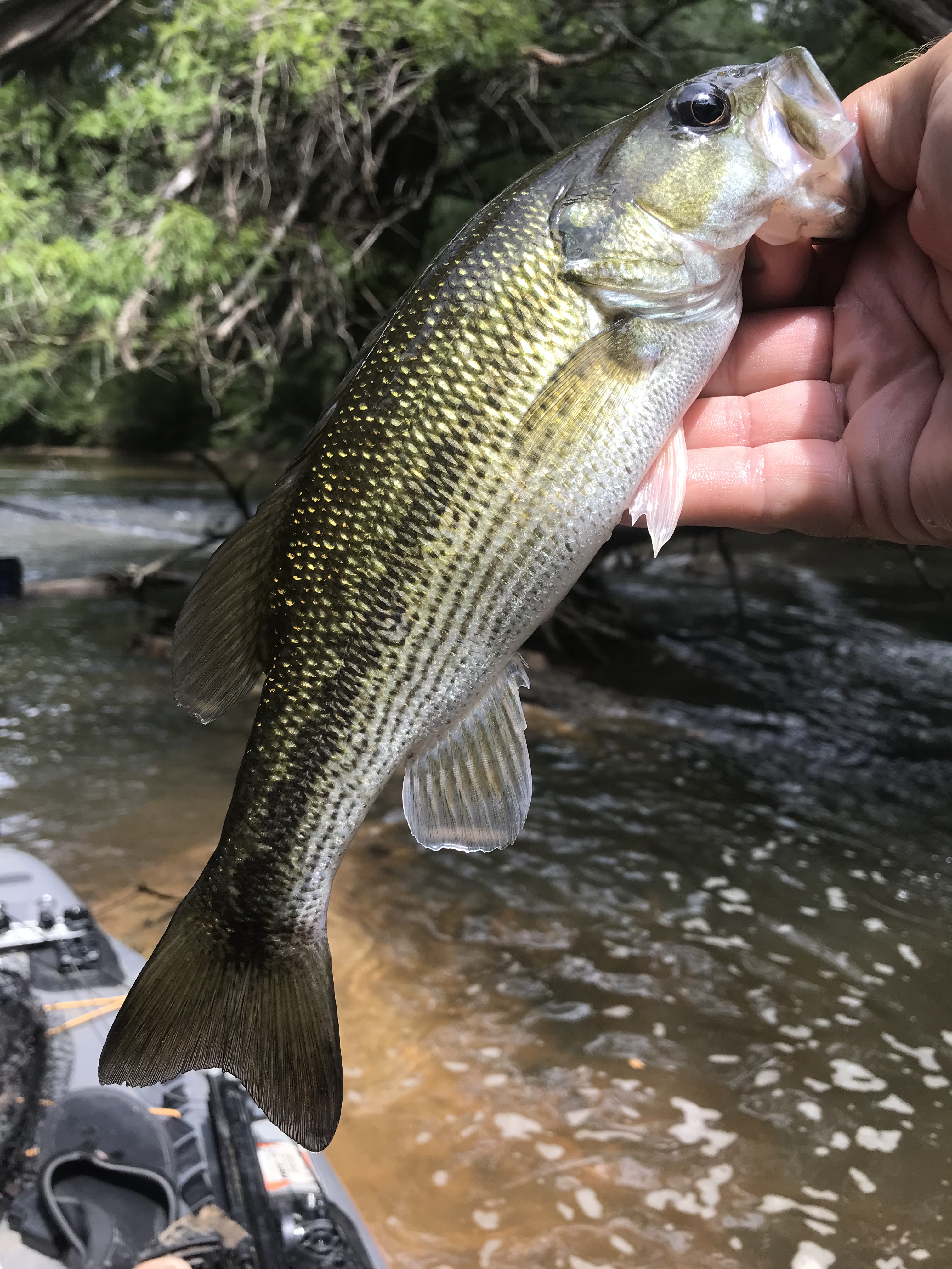 Choctaw Bass caught while kayak fishing