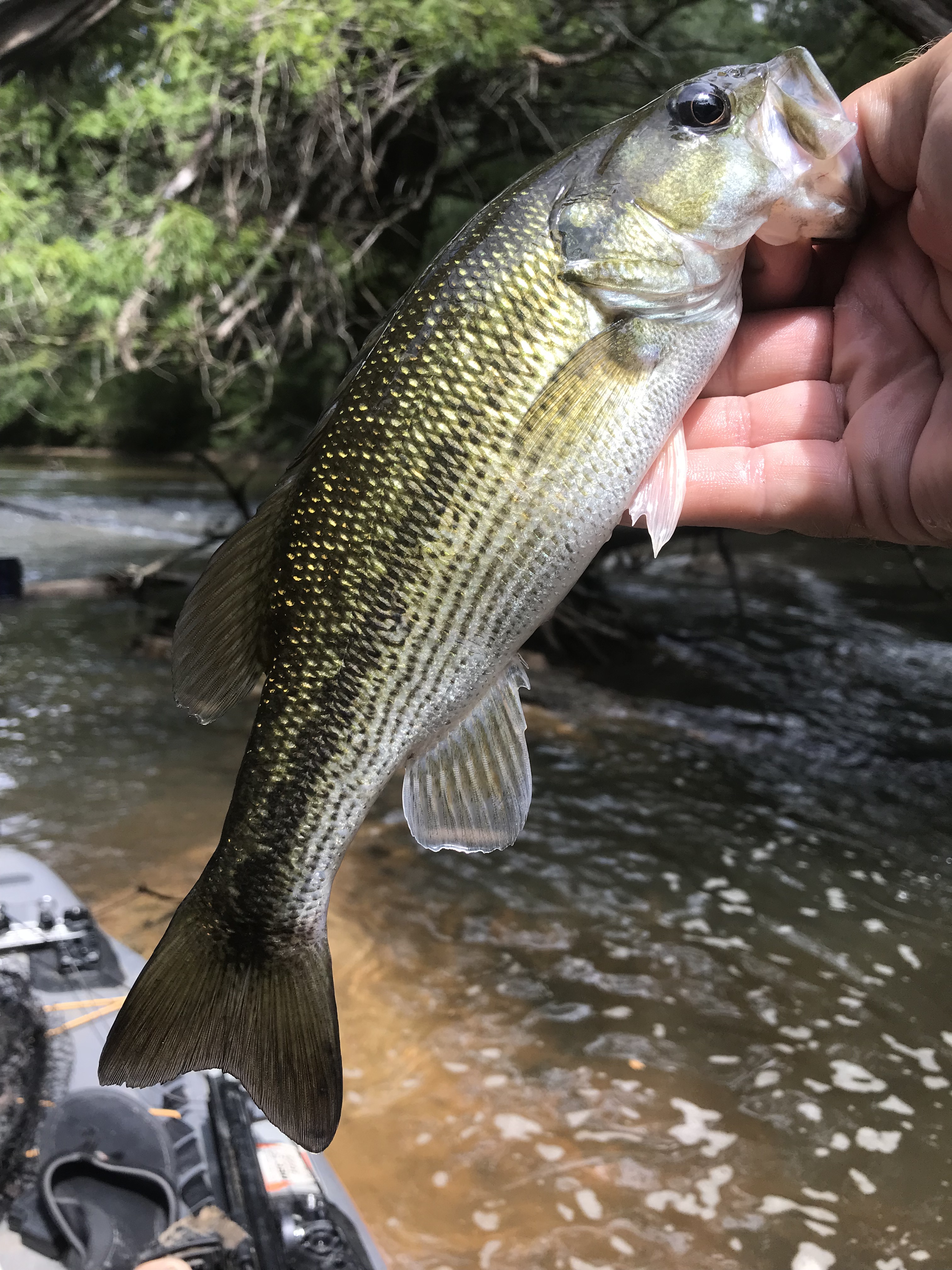 Dirty Water Bassin': Going for Big Bass When Visibility is Poor